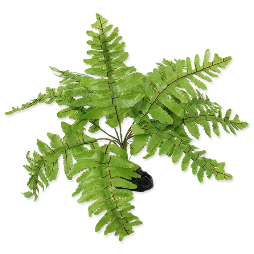 Reptiplanet Roślina Do Terrarium Paproć 20cm