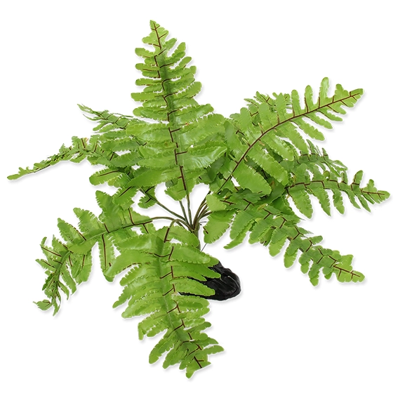Reptiplanet Roślina Do Terrarium Paproć 20cm