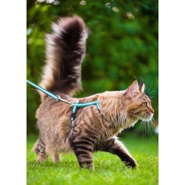 \Zolux Niebieski Zestaw Spacerowy Dla Kota