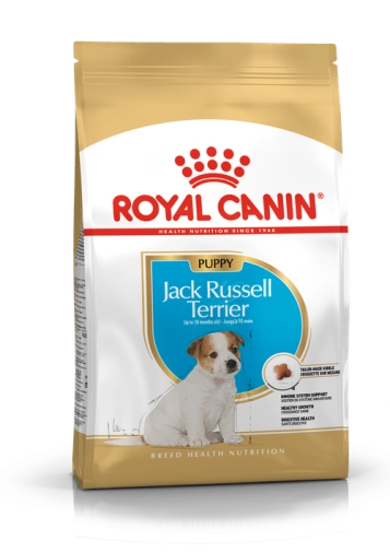 Royal Mini Jack Russell Terrier Puppy 1,5kg